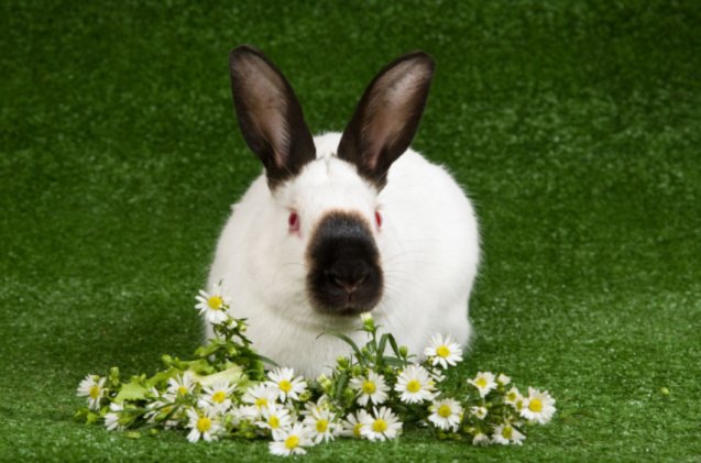 5 best rabbits for companions, Linn Currie Shutterstock