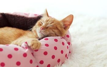 5 Cool Beds Your Cat Would Love to Nap In