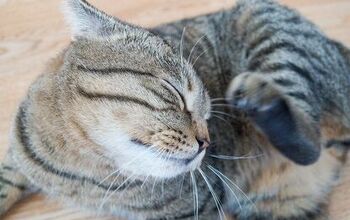 5 Feline Skin Conditions You Should Know About