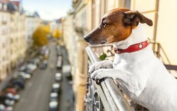 5 Important Tips For Dog Proofing Your Balcony