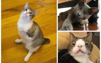 5 Inspiring Special Needs Cats