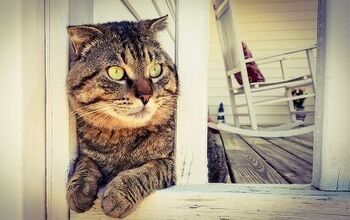 5 Interesting Facts About Tabby Cats