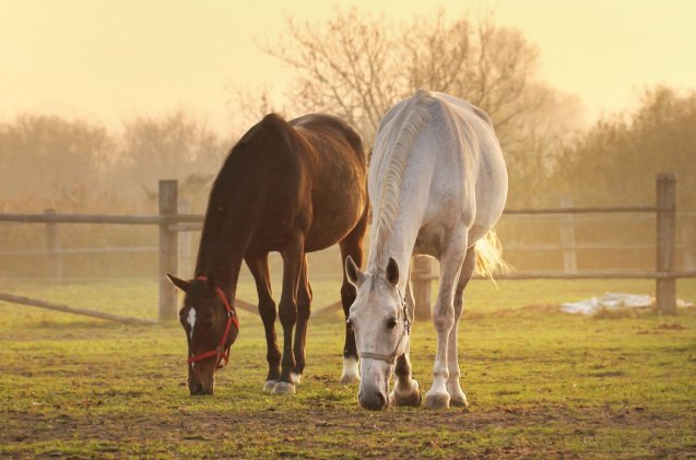 5 internal parasites that affect horses and how to prevent them, Carlos Amarillo Shutterstock