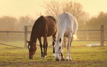 5 Internal Parasites That Affect Horses and How to Prevent Them