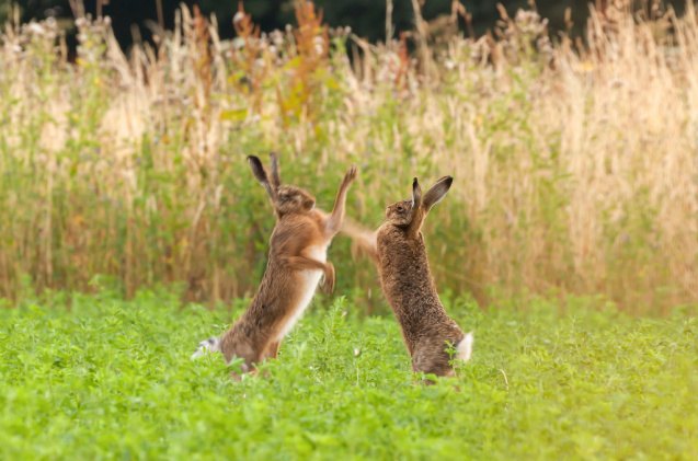 5 most aggressive rabbit breeds, Simon Bratt Shutterstock