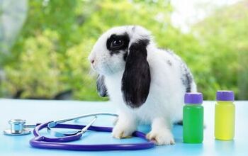 5 Most Common Rabbit Diseases and How To Prevent Them