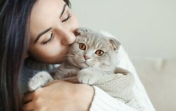 5 Pawstive Reasons Why Cats Steal Our Hearts