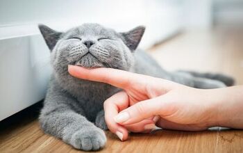 5 Purrfect Jobs for Cat Lovers