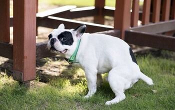 5 Reasons Why Dog Poop Doesn’t Make Good Fertilizer