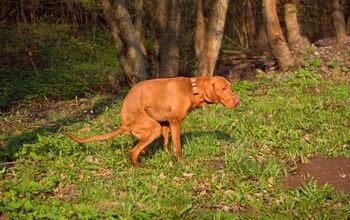 5 Reasons Why You Should Always Pick Up Dog Poop