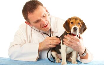 5 Things To Bring To Your Puppy’s First Visit To The Vet