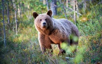 5 Tips for Avoiding Bears During Your Wilderness Dog Walks