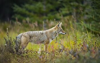 5 Tips on Avoiding Coyotes When Walking Your Dog