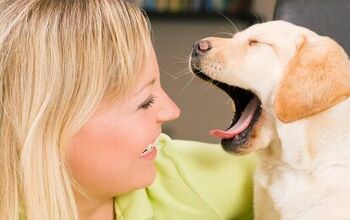 6 Bizarre Ways Our Dogs Talk to Us