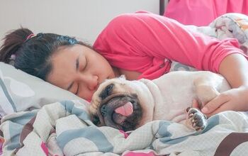 6 Budget-Friendly Ways to Bond With Your Dog