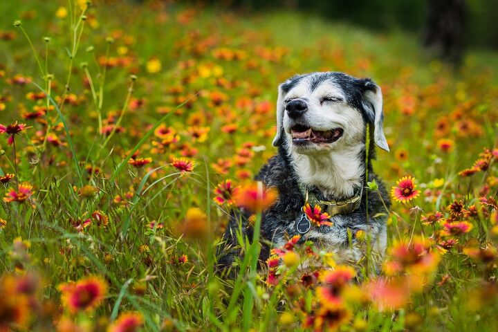 6 golden tips on hiking with your senior dog