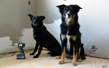 6 Handy Tips When Renovating With Dogs In The House