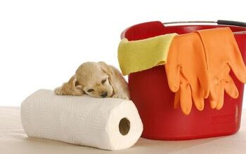 6 Puddle-Proof Tips For Potty Training Your Puppy