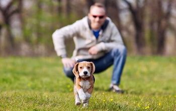 6 Tips On Teaching Your Puppy To Come When Called