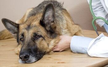 7 Common Symptoms Of Diabetes In Dogs