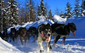 7 Cool Facts About the Iditarod Race