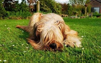 7 Natural Essential Oils For Dogs