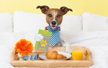 7 Pet-Friendly Hotel Etiquette Tips