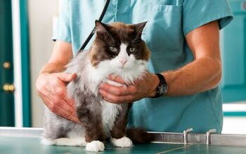 7 Tips For Choosing The Best Veterinarian For Your Cat