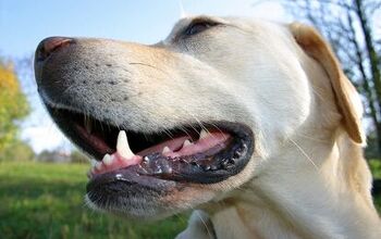 7 Ways To Keep Your Dog’s Teeth Clean