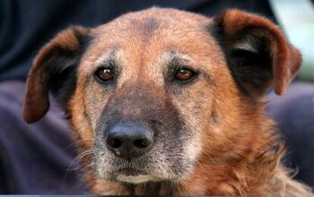 8 Age-Related Facts About Senior Dogs Dietary Needs