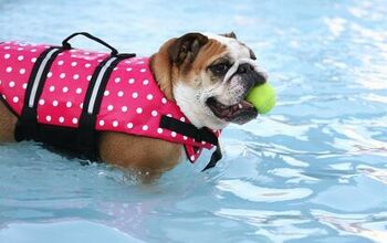 9 Fun Things To Do With Your Dog This Summer