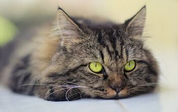 A Brief Guide to Feline Calicivirus