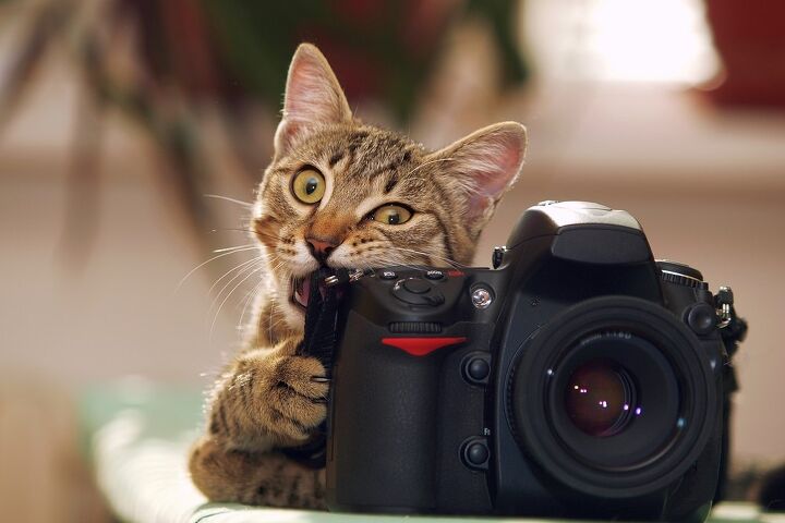 a cat with a first person camera shows world through feline eyes, WildlifeWorld Shutterstock