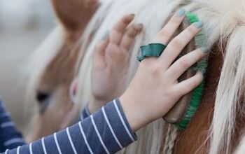 A Complete Guide on Horse Grooming