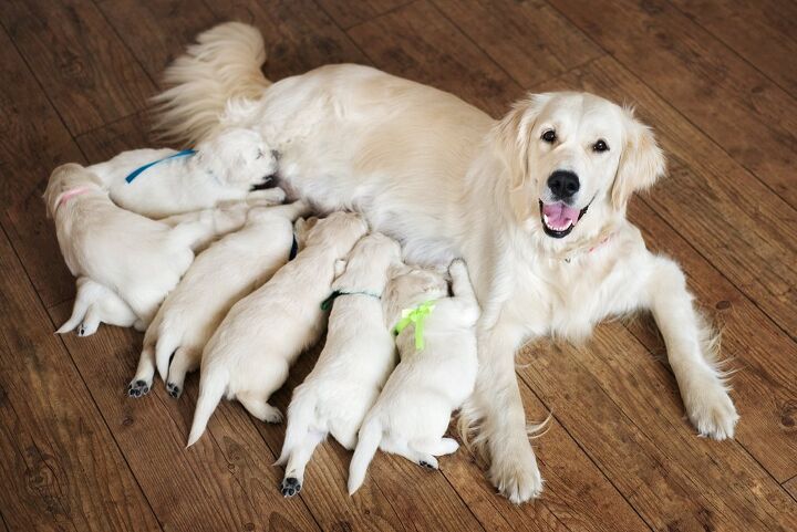 a dog in florida was born with lime green fur here s what caused i, otsphoto Shutterstock