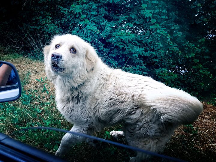 a month of tlc transforms a practically feral dog into a loving pet, irinacapel Shutterstock