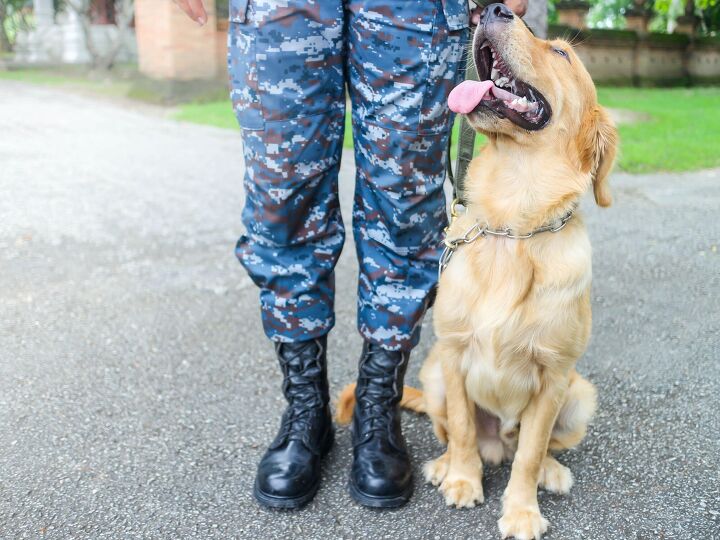 a new study investigates how service dogs can help veterans with ptsd, parsobchai Ngammoa Shutterstock