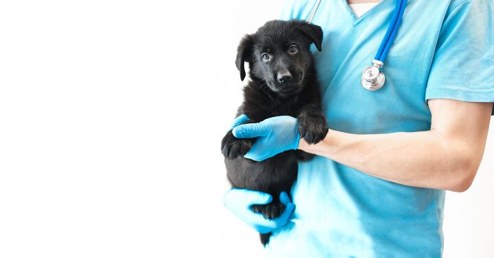 a six legged abandoned dog has surgery to remove extra limbs, Yana Vasileva Shutterstock