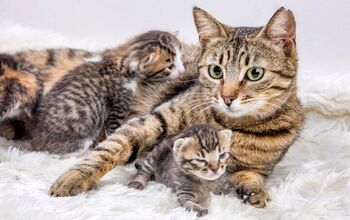 A Small Cat Family Was Found Living in the Ceiling of a Restaurant