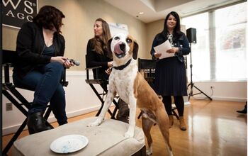 ABC’s “Downward Dog” Stars Former Homeless Pooch