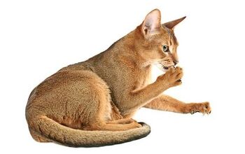 Abyssinian