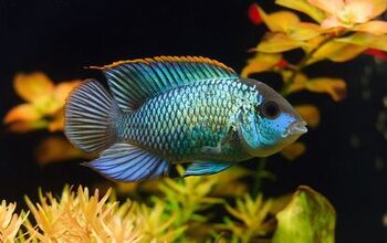 Acara Cichlids