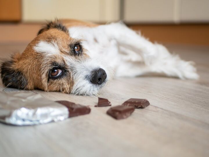 according to aspca these are the top 10 pet toxins of 2023, Sonja Rachbauer Shutterstock