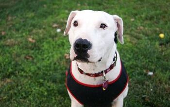 Adoptable Dog of the Month – Paisley