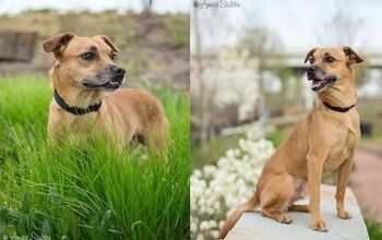 Adoptable Dog Of The Week – Arlo