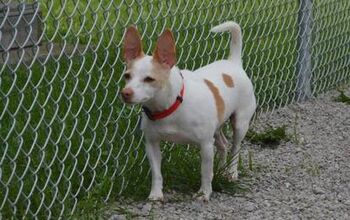 Adoptable Dog Of The Week – Bo