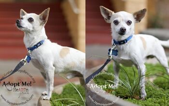 Adoptable Dog Of The Week – Etienne