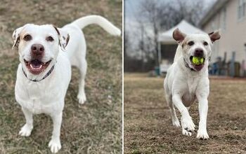 Adoptable Dog of the Week – Hannah