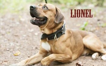 Adoptable Dog Of The Week – Lionel