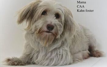 Adoptable Dog Of The Week – Mama